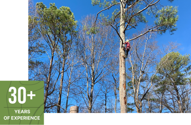 About Prime Arbor Tree Specialists