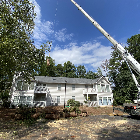 Do You Need a Permit to Remove a Tree