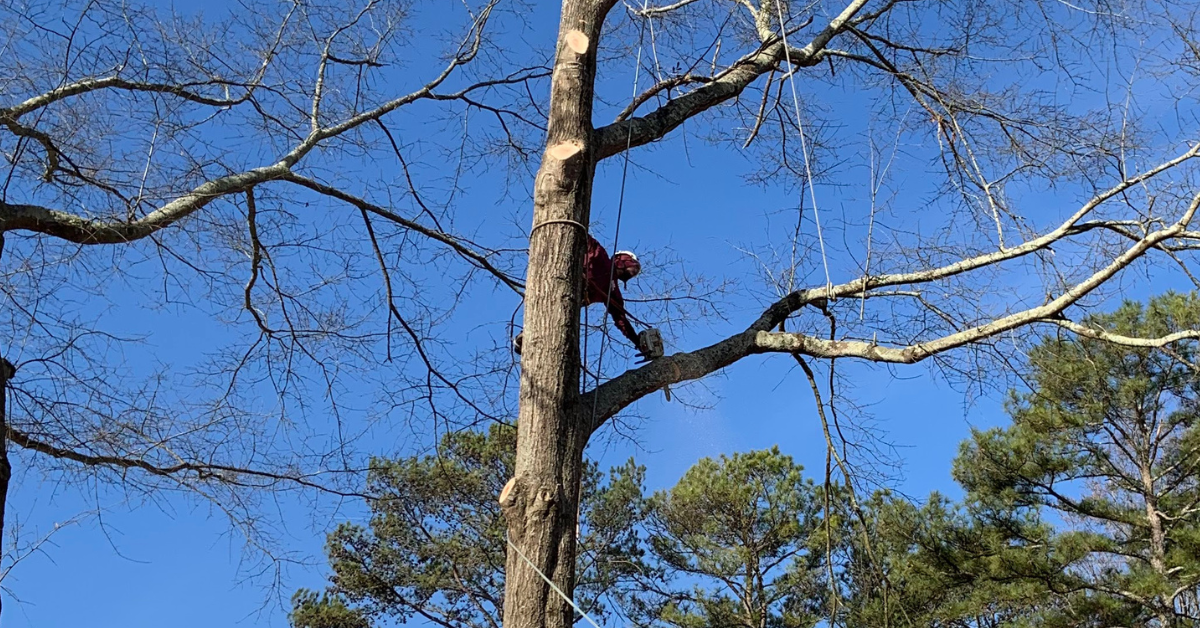 Do You Need a Permit to Remove a Tree in Gwinnett County, GA