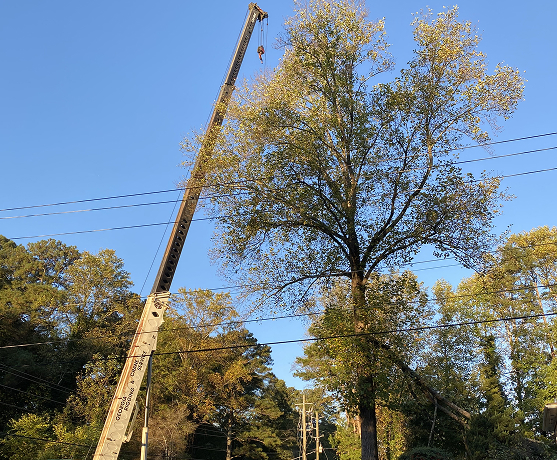 Emergency Work Near Power Lines