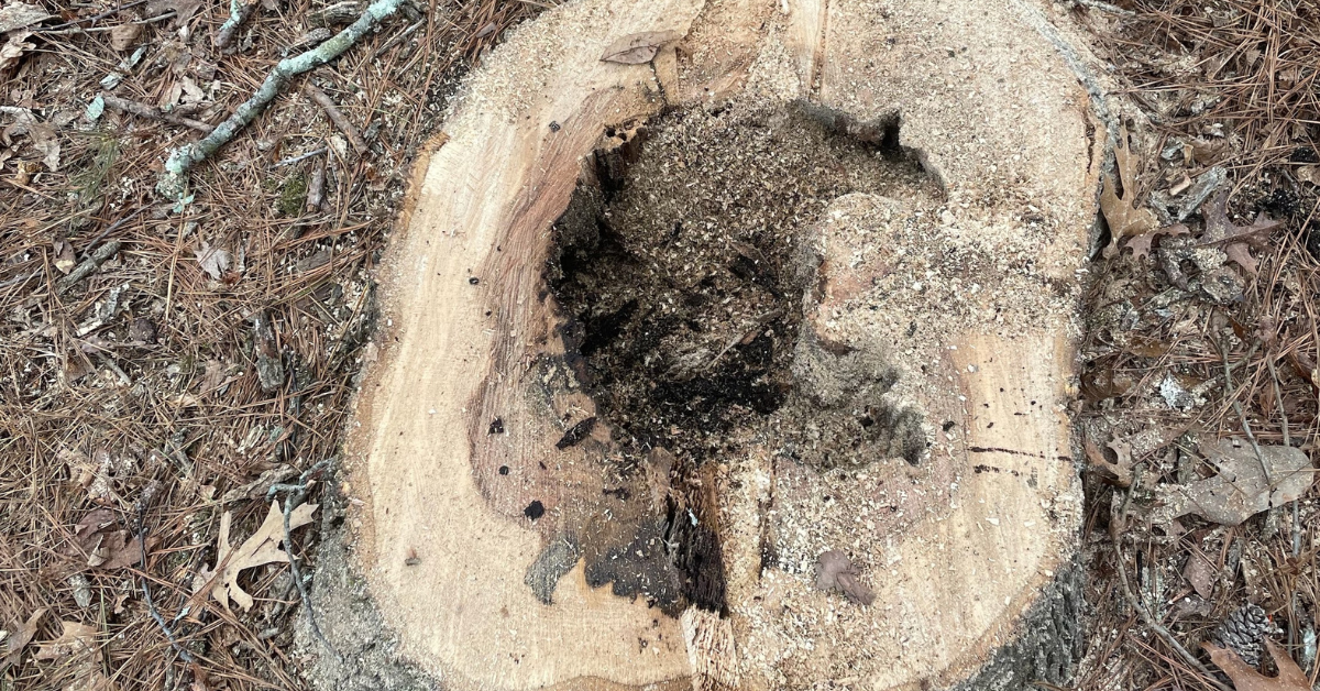 Stump Grinding & Removal Gwinnett County, GA