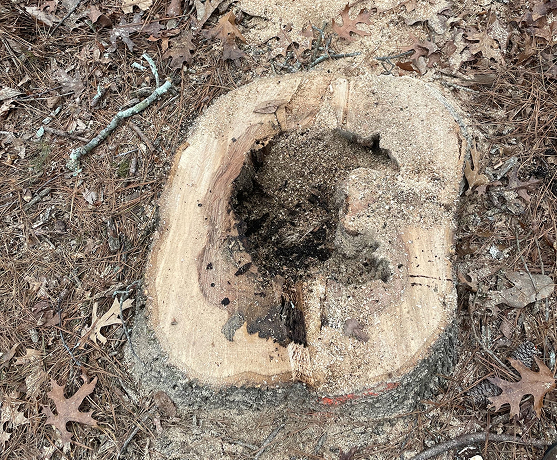 Stump Grinding & Removal Pricing