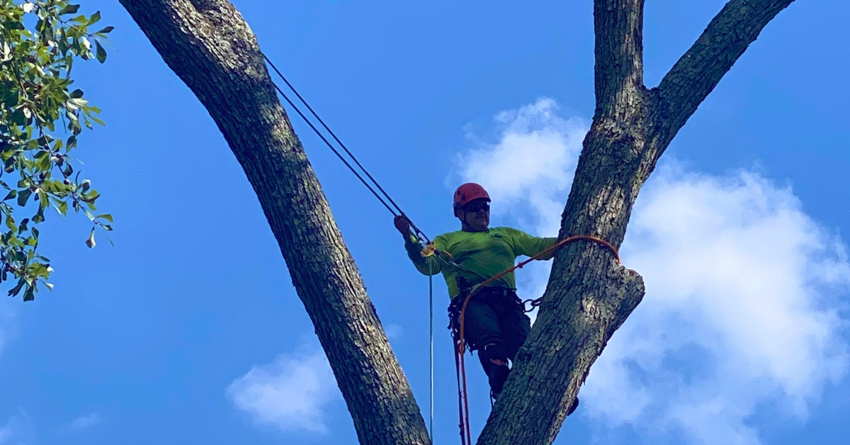 Tree Removal in Gwinnett County, GA