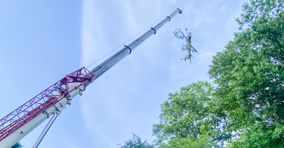 Tree Trimming & Pruning Gwinnett County, GA