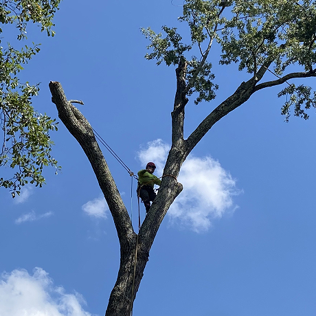 Tree Trimming & Pruning Pricing
