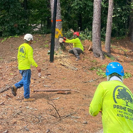 Why Choose Prime Arbor Tree Specialists?