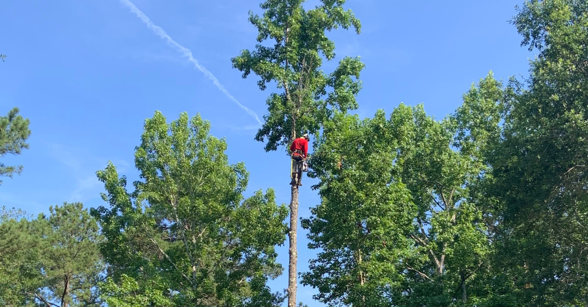 Why So Many Loblolly Pines Fall During Gwinnett County Storms