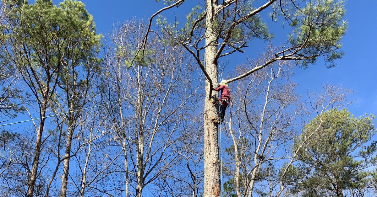 Signs Your Trees Need Tree Trimming & Maintenance