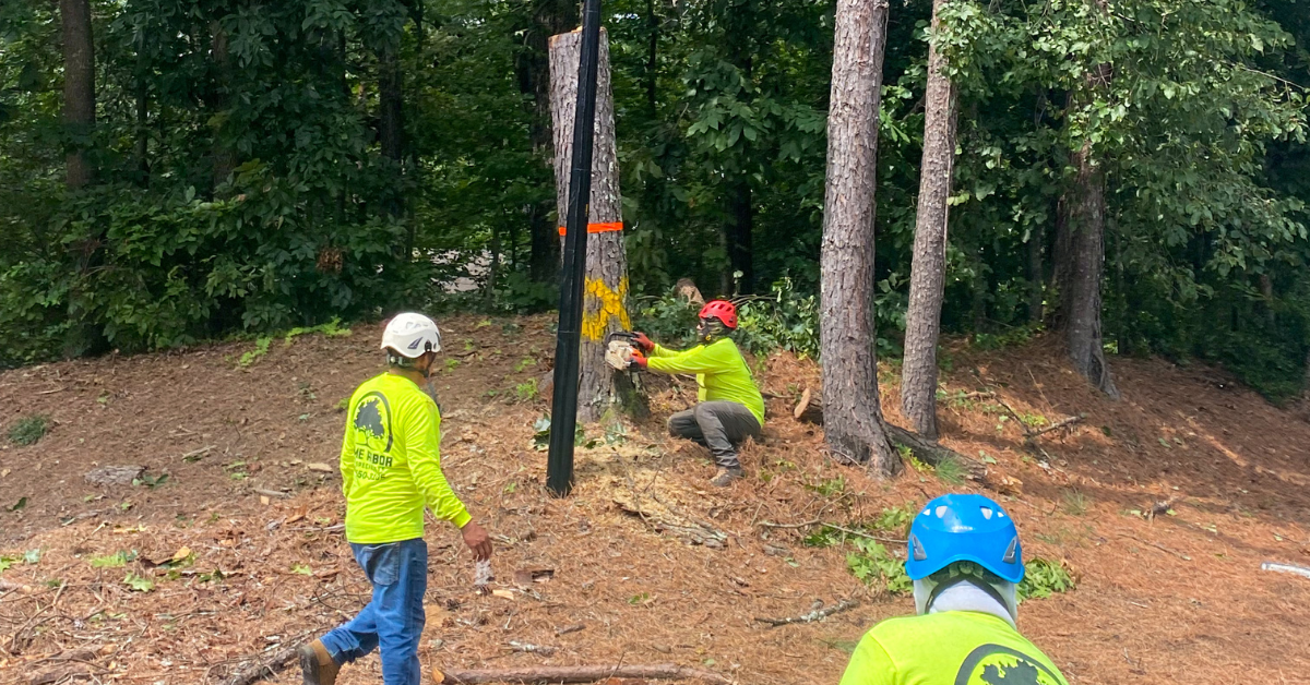 Stump Grinding vs. Stump Removal